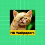 cat pictures android application logo